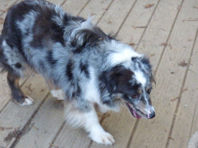 Penelope du Moulin de la Terrasse