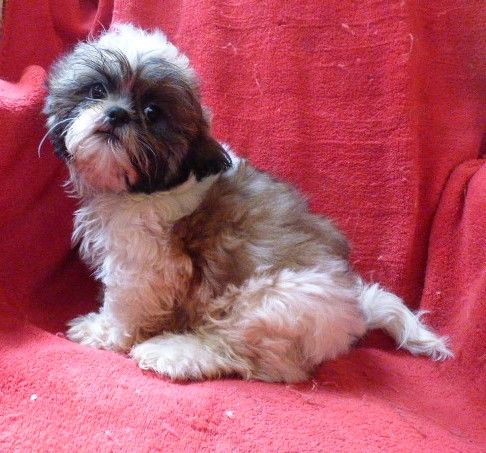 Des Amis De Zoé - Chiot disponible  - Shih Tzu