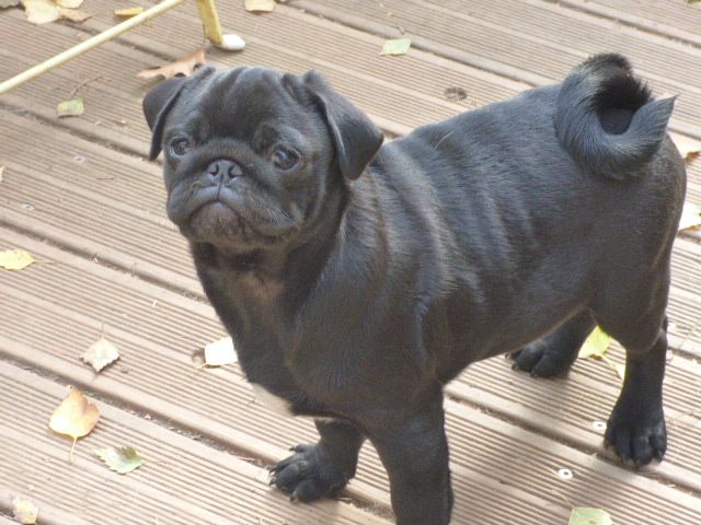 Olympe blackjack Des Amis De Zoé