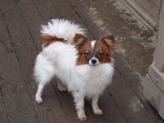Rosie Du Clan Des Abélias