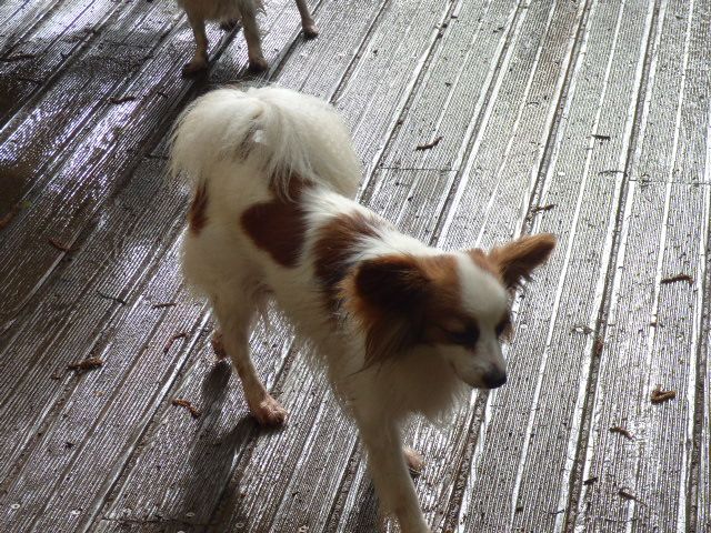 Rose Des Doudous De La Grave