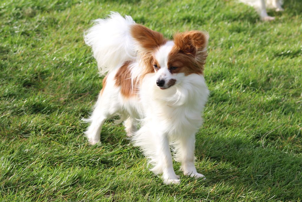 Ulyne Du Domaine De Hunaudaye