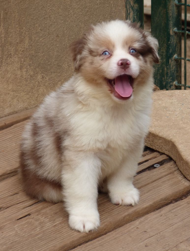 Des Amis De Zoé - Chiots disponibles - Berger Américain Miniature 
