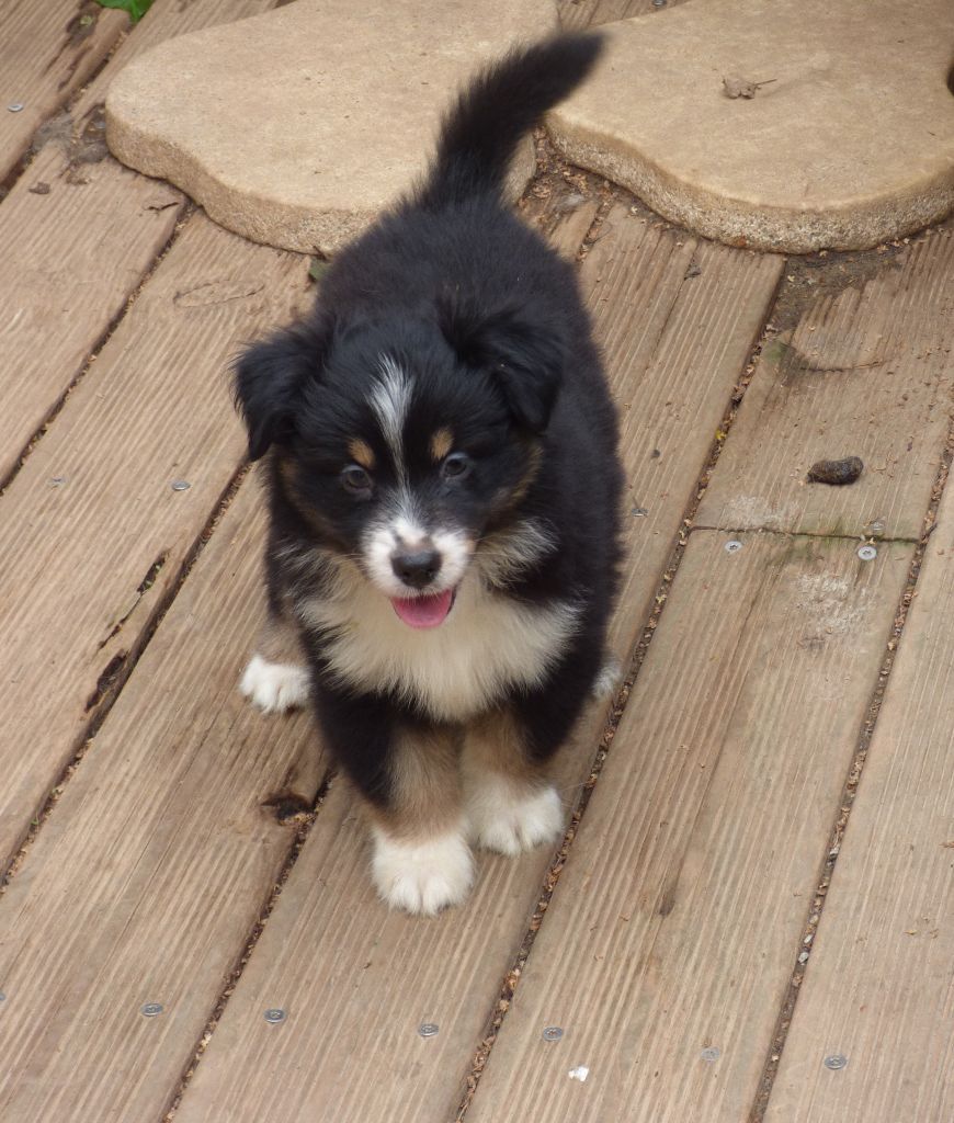 Des Amis De Zoé - Chiots disponibles - Berger Américain Miniature 