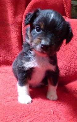 Des Amis De Zoé - Chiots disponibles - Berger Américain Miniature 