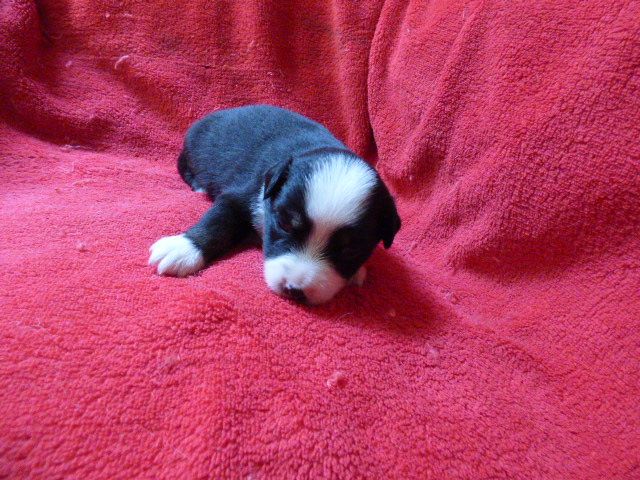 Des Amis De Zoé - Chiots disponibles - Berger Américain Miniature 