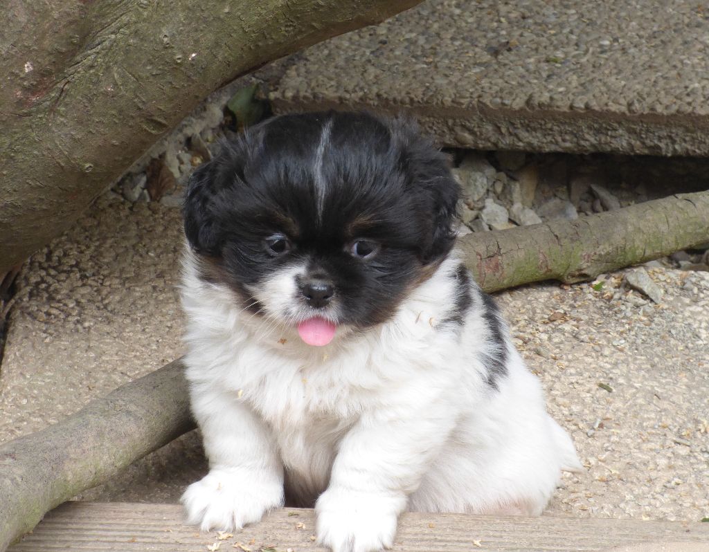 Des Amis De Zoé - Chiots disponibles - Epagneul tibetain