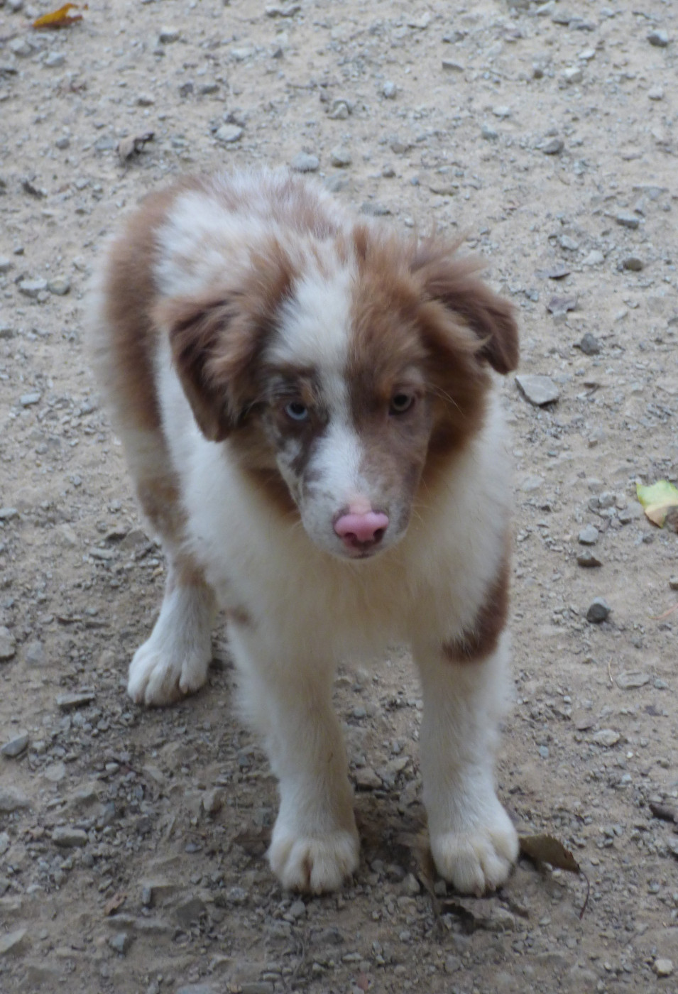 Des Amis De Zoé - Chiots disponibles - Berger Américain Miniature 