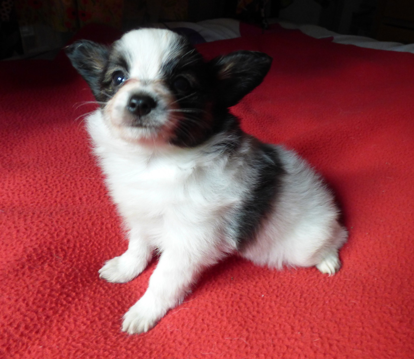 Des Amis De Zoé - Chiots disponibles - Epagneul nain Continental (Papillon)