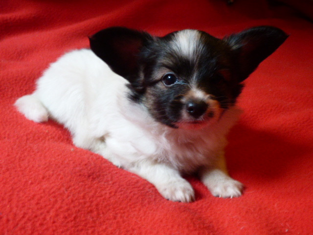 Des Amis De Zoé - Chiots disponibles - Epagneul nain Continental (Papillon)