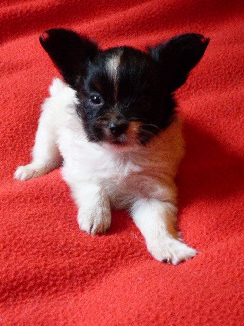 Des Amis De Zoé - Chiots disponibles - Epagneul nain Continental (Papillon)