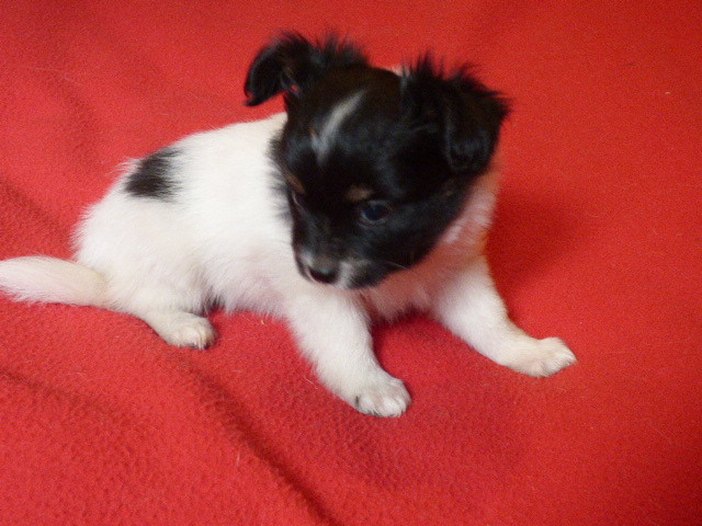 Des Amis De Zoé - Chiots disponibles - Epagneul nain Continental (Papillon)