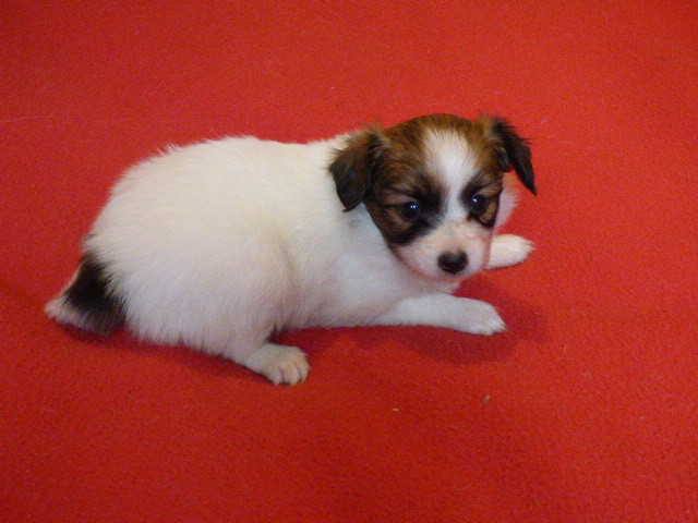 Des Amis De Zoé - Epagneul nain Continental (Papillon) - Portée née le 15/09/2025