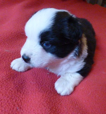 Des Amis De Zoé - Chiots disponibles - Berger Américain Miniature 