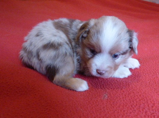 Des Amis De Zoé - Chiots disponibles - Berger Américain Miniature 