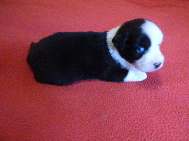 Des Amis De Zoé - Chiots disponibles - Berger Américain Miniature 