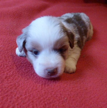 Des Amis De Zoé - Chiots disponibles - Berger Américain Miniature 