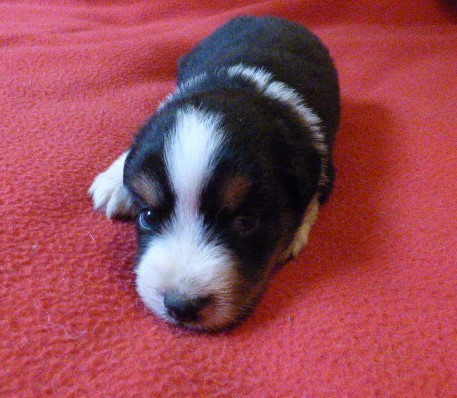 Des Amis De Zoé - Chiots disponibles - Berger Américain Miniature 
