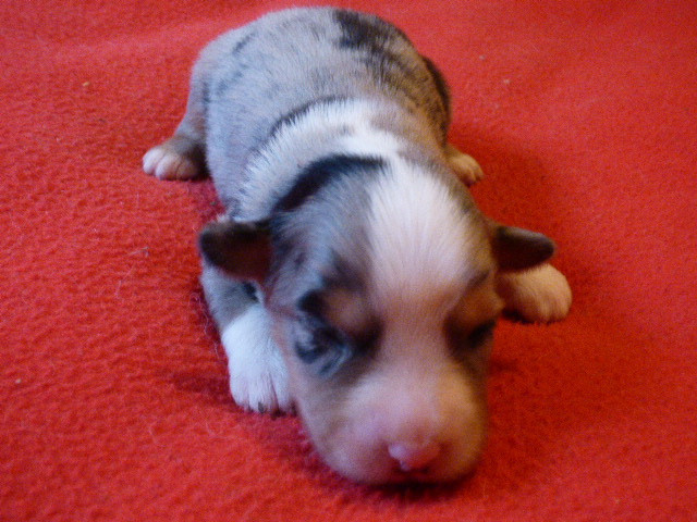 Des Amis De Zoé - Chiots disponibles - Berger Américain Miniature 