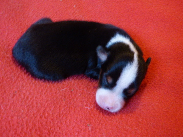 Des Amis De Zoé - Chiots disponibles - Berger Américain Miniature 