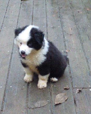 Des Amis De Zoé - Chiots disponibles - Berger Américain Miniature 