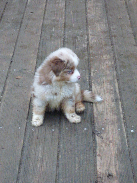 Des Amis De Zoé - Chiots disponibles - Berger Américain Miniature 