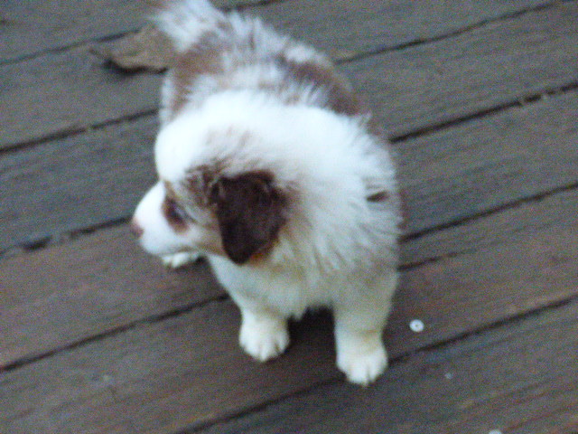 Des Amis De Zoé - Chiots disponibles - Berger Américain Miniature 