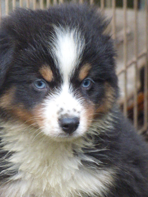 Des Amis De Zoé - Chiots disponibles - Berger Américain Miniature 