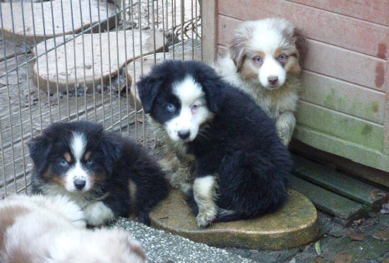 Chiot Berger Américain Miniature  Des Amis De Zoé