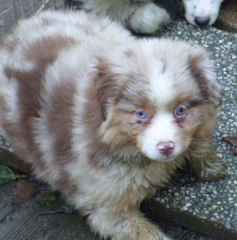 Des Amis De Zoé - Chiots disponibles - Berger Américain Miniature 