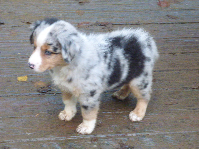 Des Amis De Zoé - Chiots disponibles - Berger Américain Miniature 