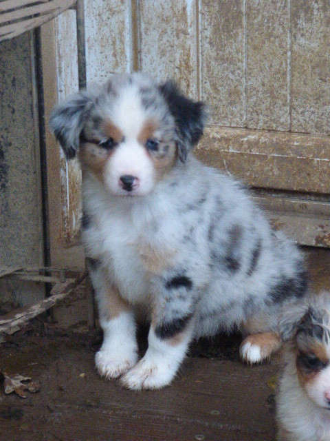 Des Amis De Zoé - Chiots disponibles - Berger Américain Miniature 