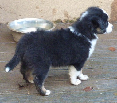 Des Amis De Zoé - Chiots disponibles - Berger Américain Miniature 