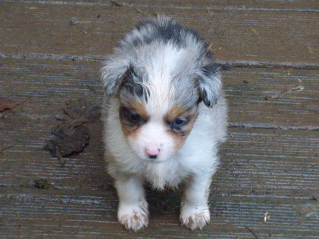 Des Amis De Zoé - Chiots disponibles - Berger Américain Miniature 
