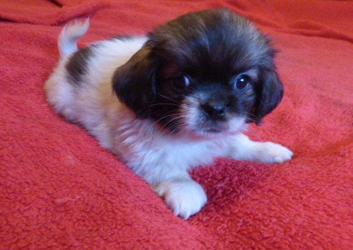 Des Amis De Zoé - Chiots disponibles - Epagneul tibetain