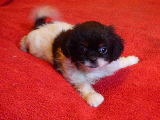 Des Amis De Zoé - Chiots disponibles - Epagneul tibetain