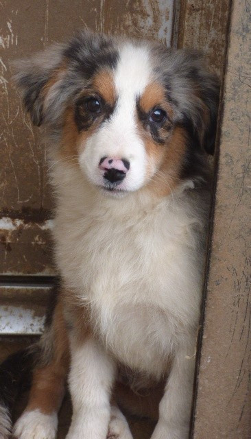 Des Amis De Zoé - Chiots disponibles - Berger Américain Miniature 