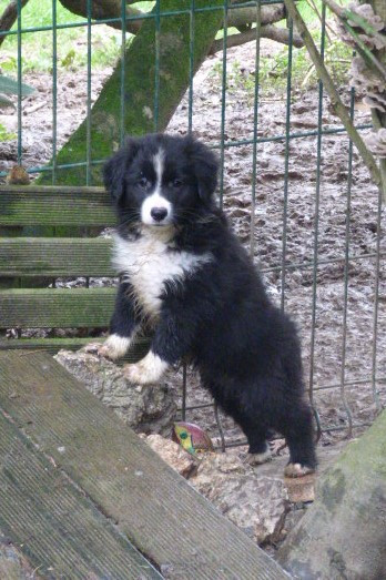 Des Amis De Zoé - Chiots disponibles - Berger Américain Miniature 