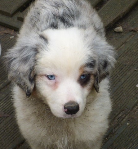 Des Amis De Zoé - Chiots disponibles - Berger Américain Miniature 