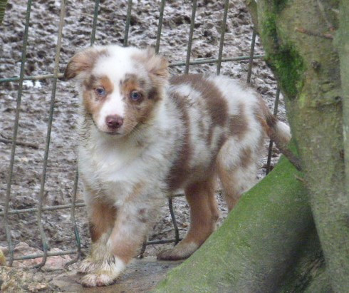Des Amis De Zoé - Chiots disponibles - Berger Américain Miniature 