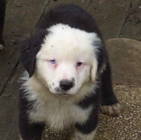 Des Amis De Zoé - Chiots disponibles - Berger Américain Miniature 