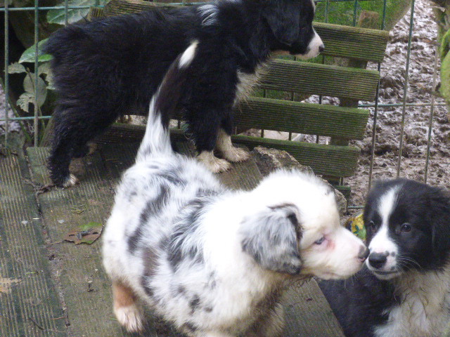 Des Amis De Zoé - Berger Américain Miniature  - Portée née le 12/12/2025