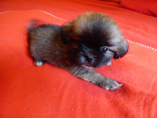 Des Amis De Zoé - Chiots disponibles - Epagneul tibetain