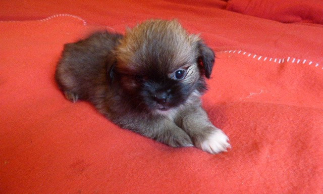 Des Amis De Zoé - Chiots disponibles - Epagneul tibetain