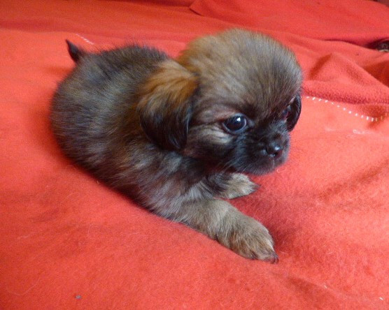 Des Amis De Zoé - Chiots disponibles - Epagneul tibetain