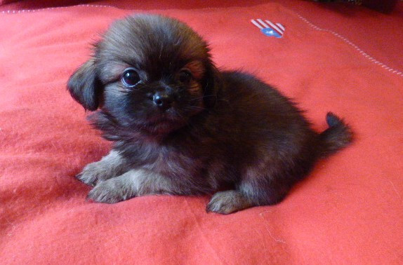 Des Amis De Zoé - Chiots disponibles - Epagneul tibetain