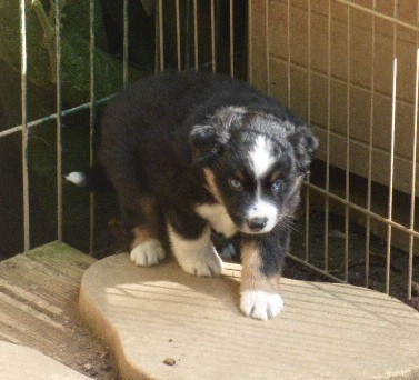 Des Amis De Zoé - Chiots disponibles - Berger Américain Miniature 