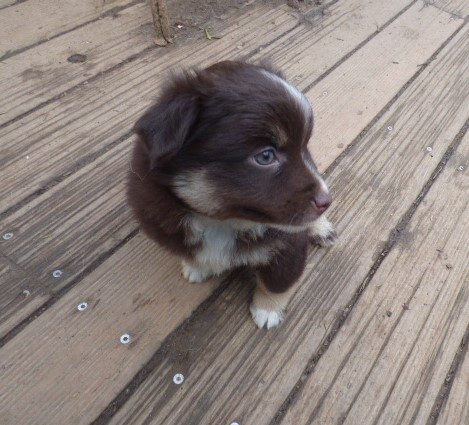 Des Amis De Zoé - Chiots disponibles - Berger Américain Miniature 