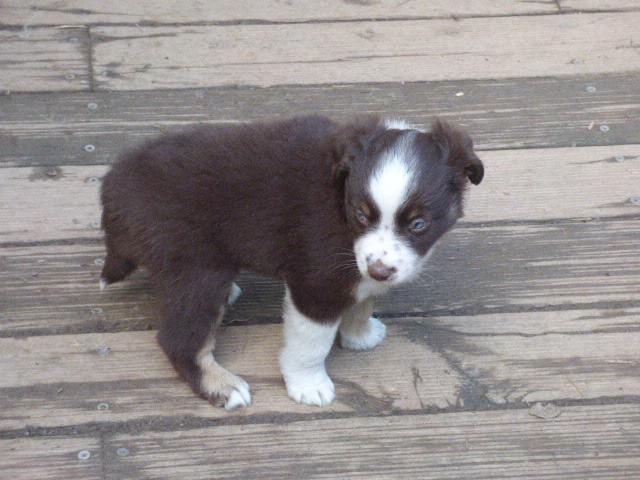 Des Amis De Zoé - Chiots disponibles - Berger Américain Miniature 