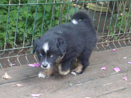 Des Amis De Zoé - Chiots disponibles - Berger Américain Miniature 